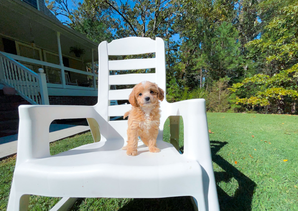 Cute Cavapoo Poodle Mix Pup