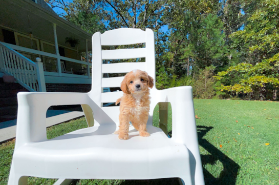 Cute Cavapoo Poodle Mix Pup