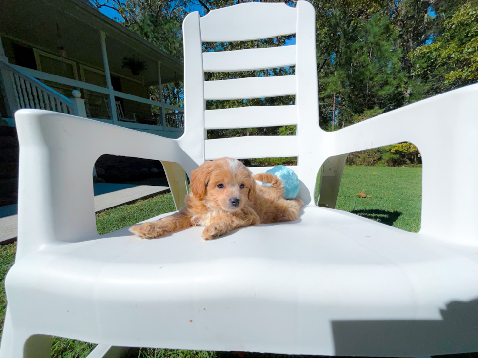 Cute Cavapoo Baby