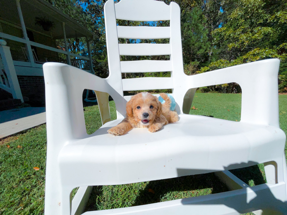 Best Cavapoo Baby