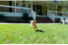 Cute Cavalier King Charles Spaniel and Poodle Mix Poodle Mix Puppy