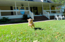 Cavapoo Puppy for Adoption