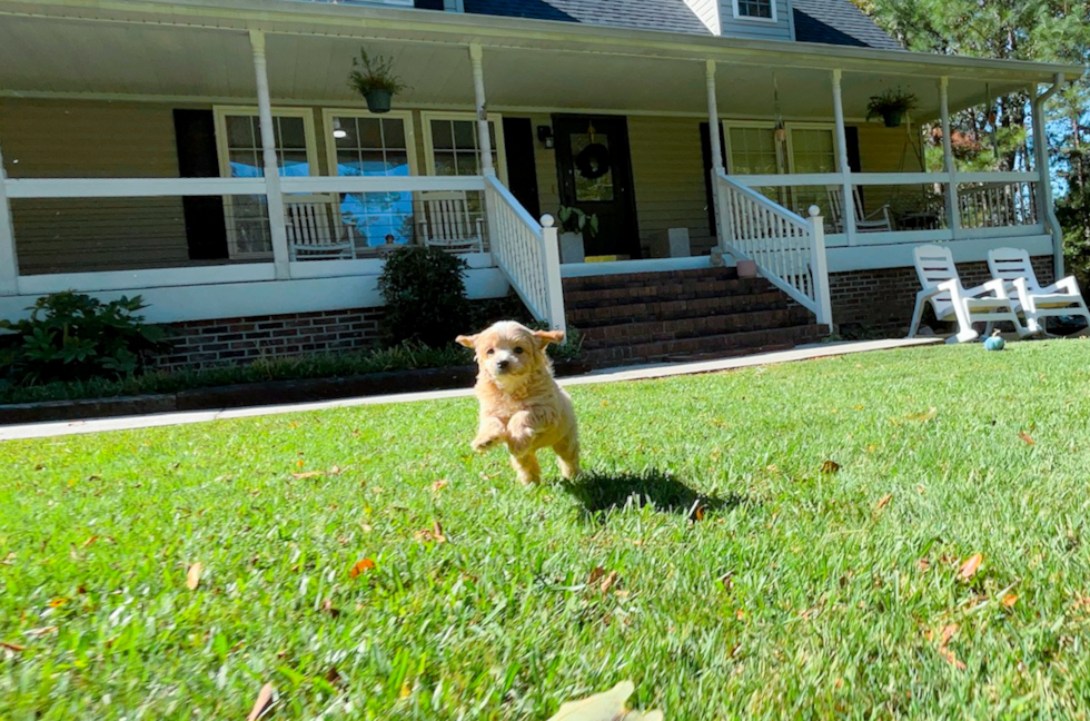 Cavapoo Puppy for Adoption