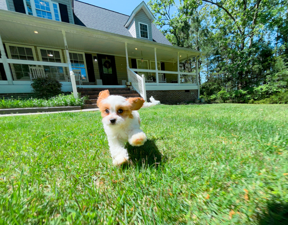 Cavapoo Pup Being Cute