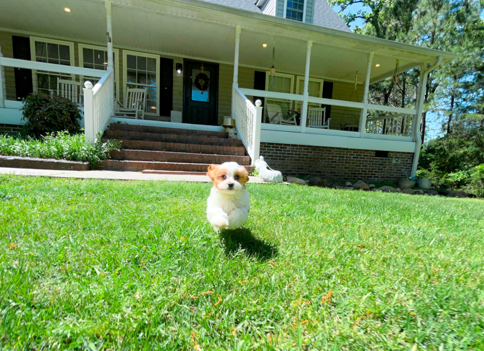 Cavapoo Pup Being Cute