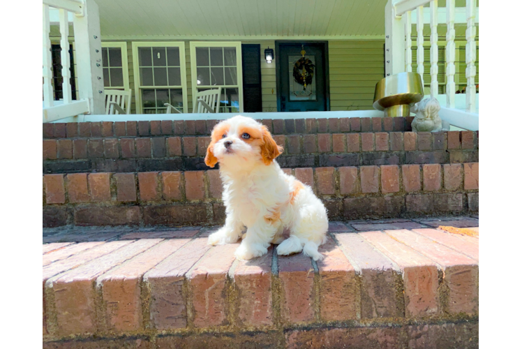 Cute Cavapoo Baby