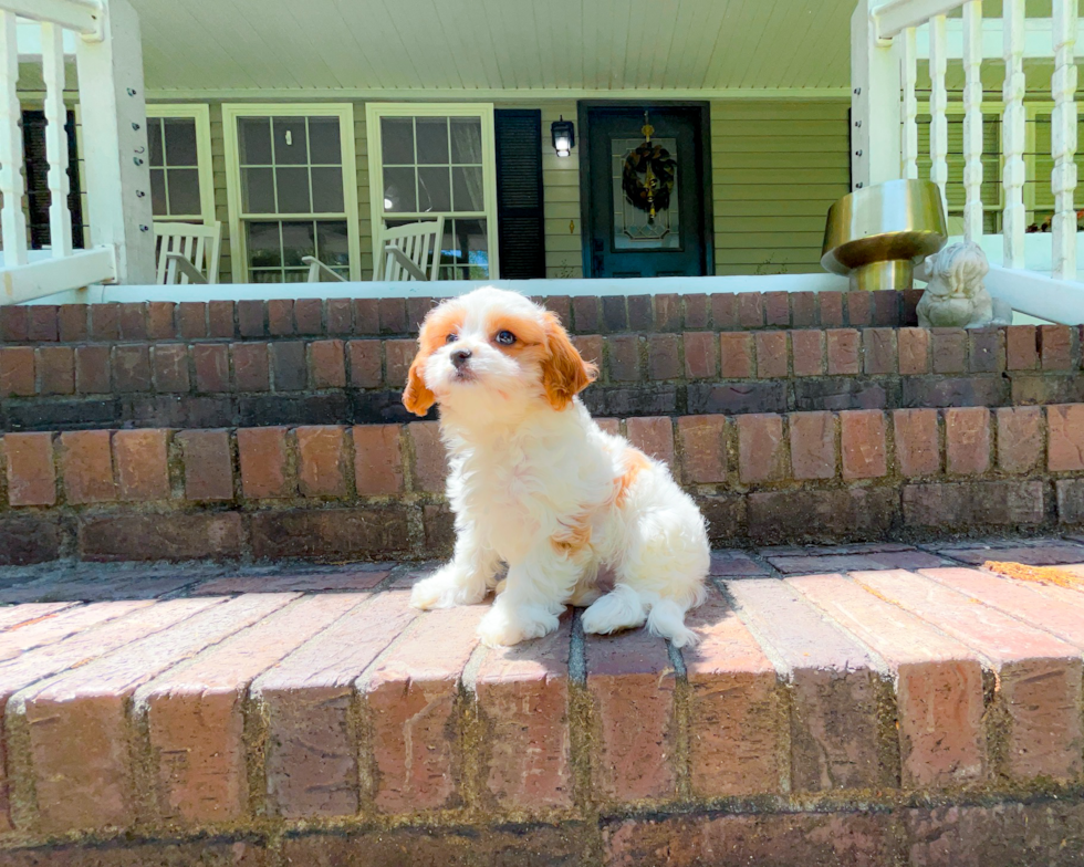 Cute Cavapoo Baby