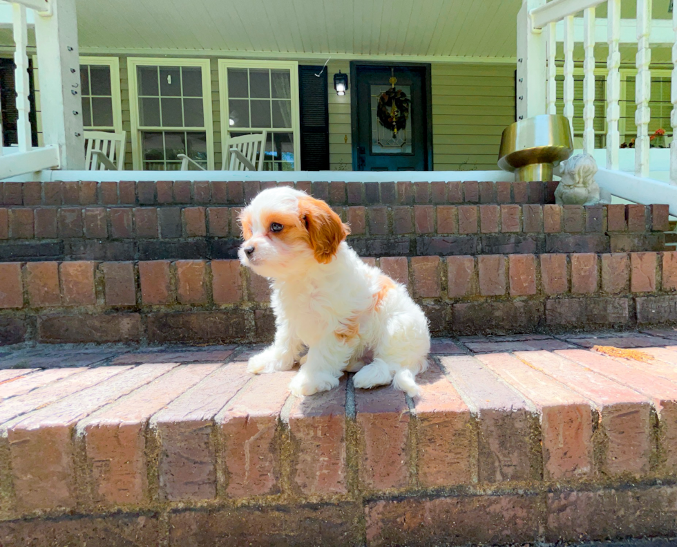 Best Cavapoo Baby