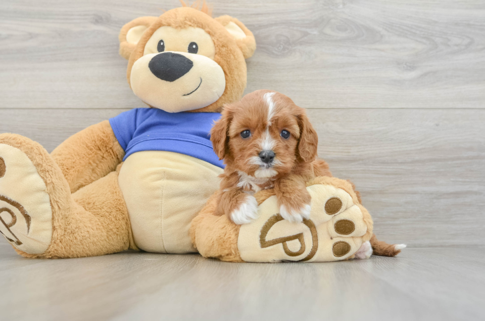 5 week old Cavapoo Puppy For Sale - Simply Southern Pups