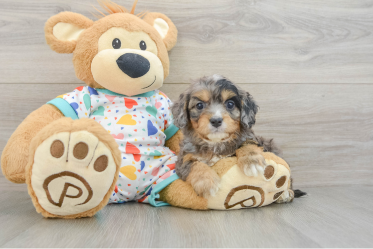 Adorable Cavalier King Charles Spaniel and Poodle Mix Poodle Mix Puppy