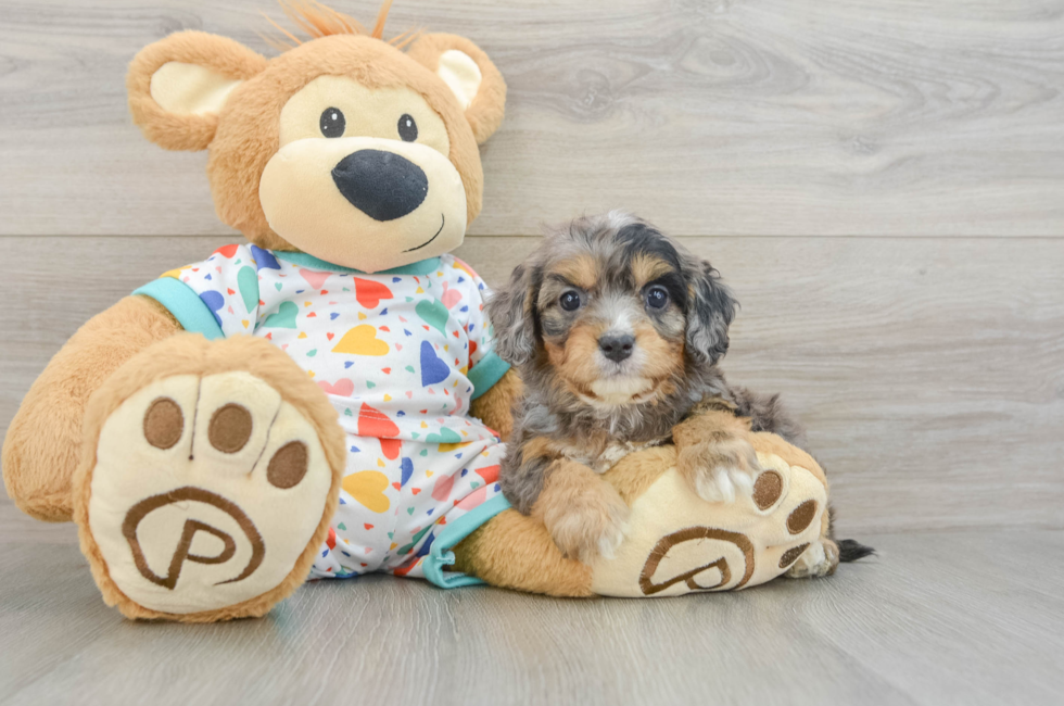 5 week old Cavapoo Puppy For Sale - Simply Southern Pups