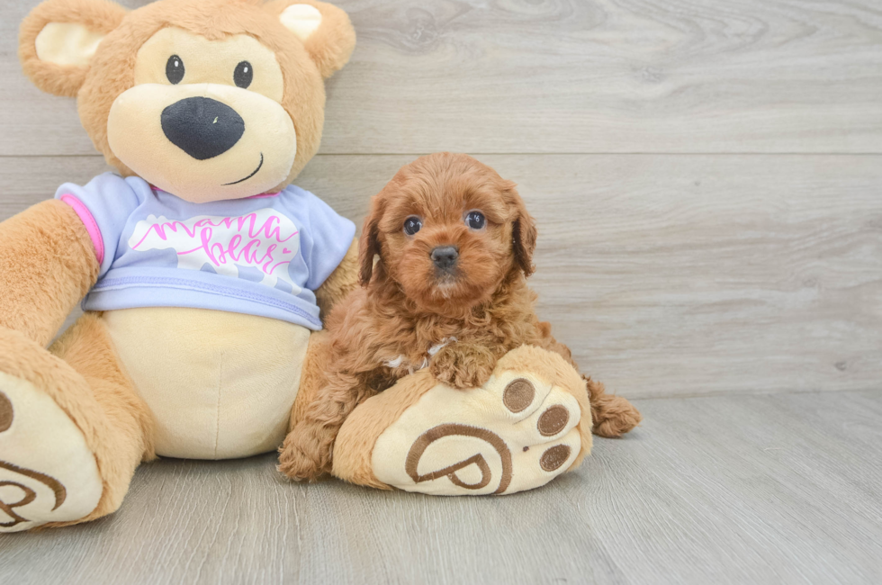 5 week old Cavapoo Puppy For Sale - Simply Southern Pups