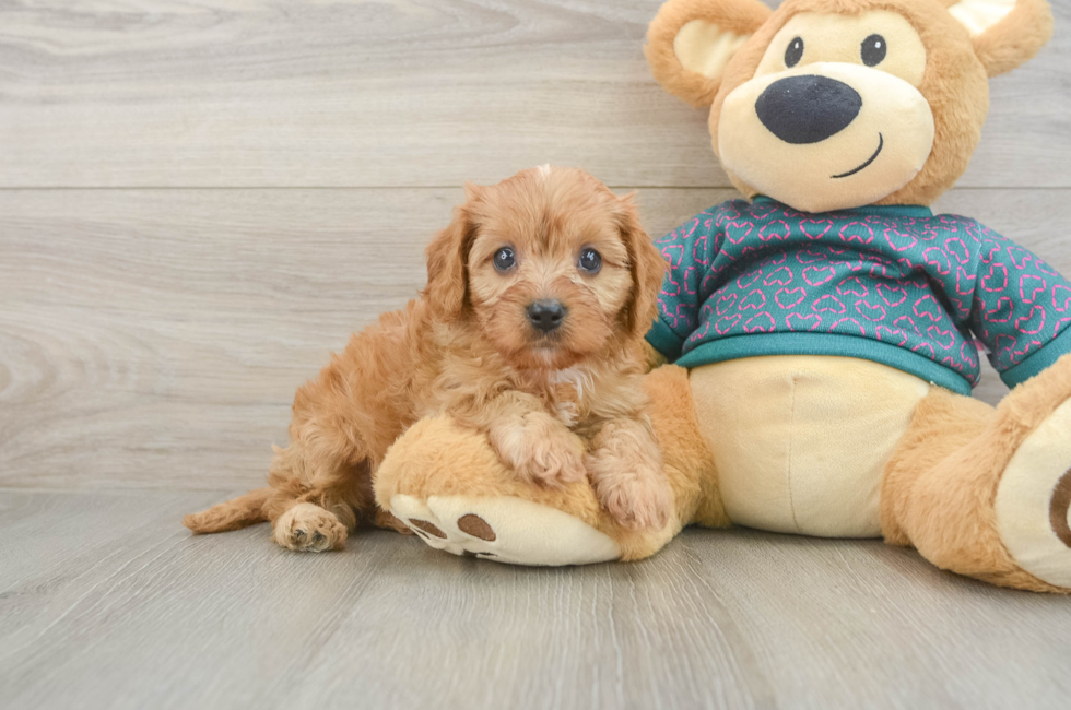 5 week old Cavapoo Puppy For Sale - Simply Southern Pups