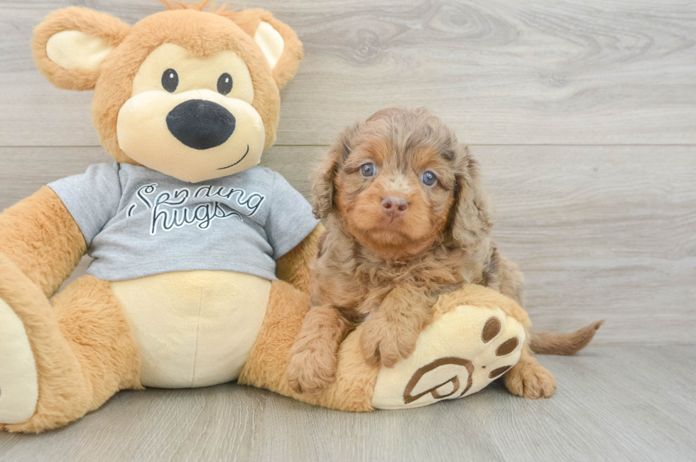 5 week old Cavapoo Puppy For Sale - Simply Southern Pups