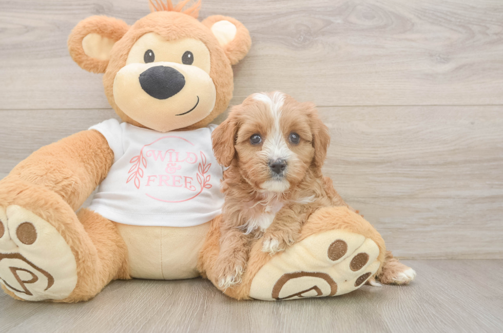 5 week old Cavapoo Puppy For Sale - Simply Southern Pups
