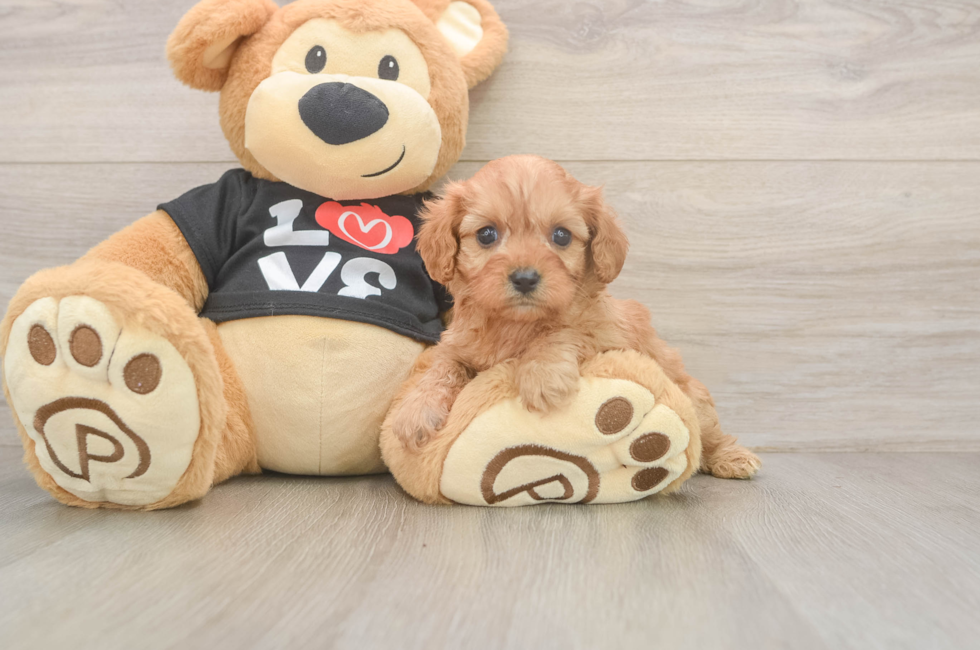 5 week old Cavapoo Puppy For Sale - Simply Southern Pups