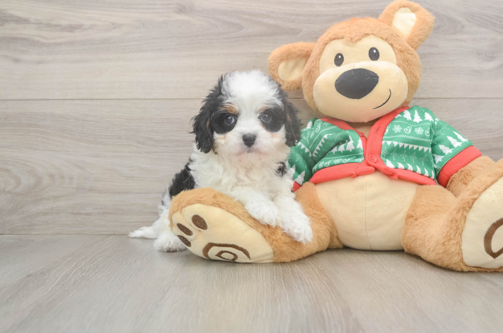 6 week old Cavapoo Puppy For Sale - Simply Southern Pups