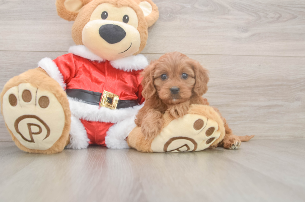 5 week old Cavapoo Puppy For Sale - Simply Southern Pups