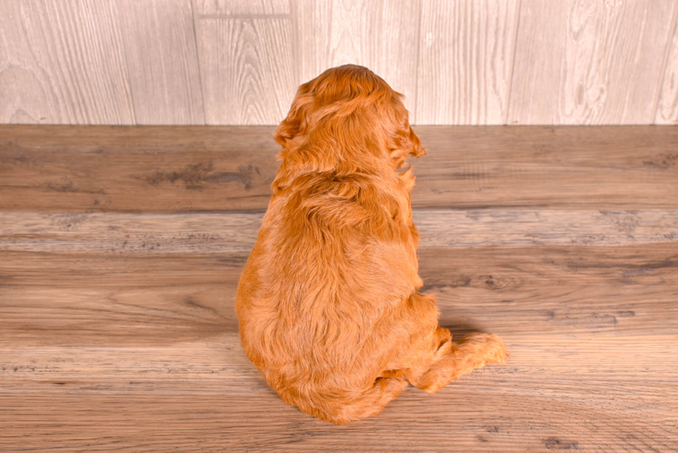 Cavapoo Puppy for Adoption