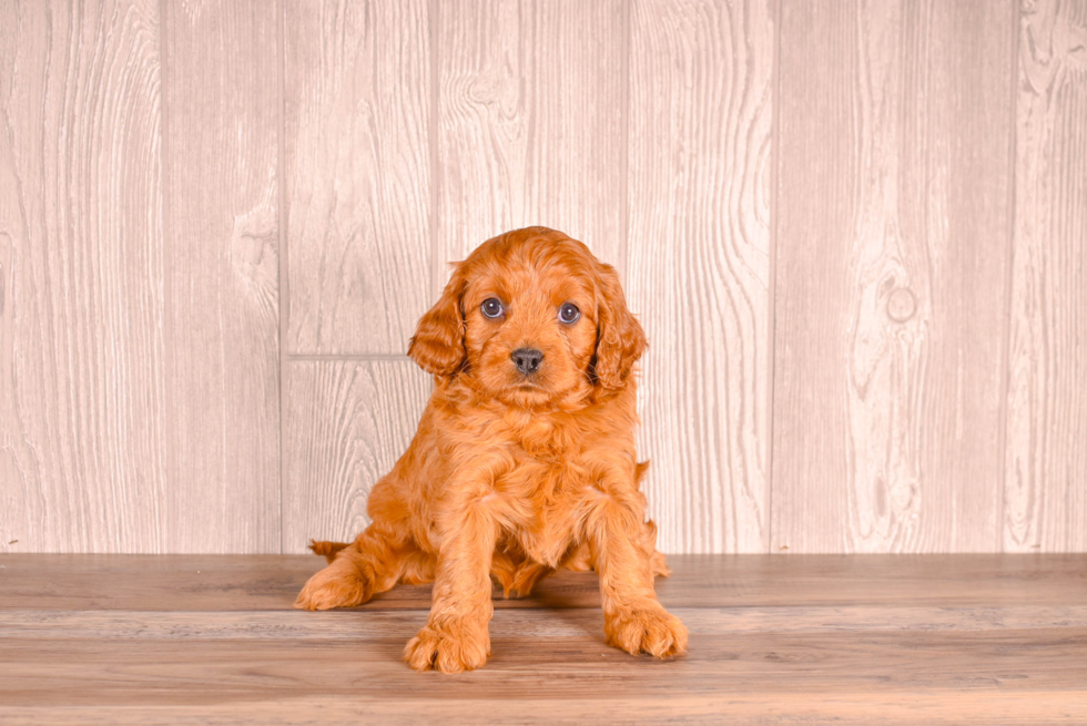 Best Cavapoo Baby