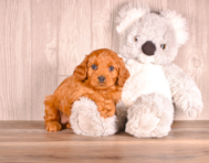 7 week old Cavapoo Puppy For Sale - Simply Southern Pups