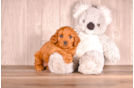 Cute Cavapoo Poodle Mix Pup