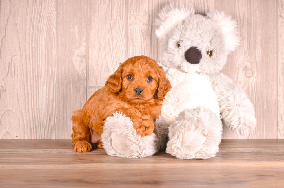 5 week old Cavapoo Puppy For Sale - Simply Southern Pups