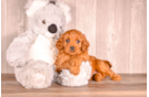 Cute Cavapoo Baby