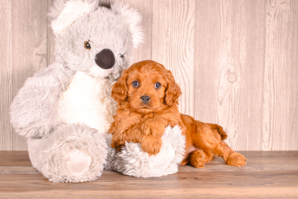 Cute Cavapoo Baby