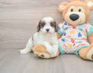 8 week old Cavapoo Puppy For Sale - Simply Southern Pups