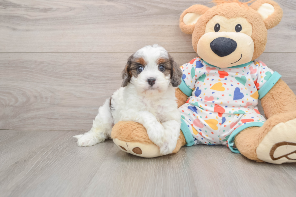 Cavapoo Puppy for Adoption
