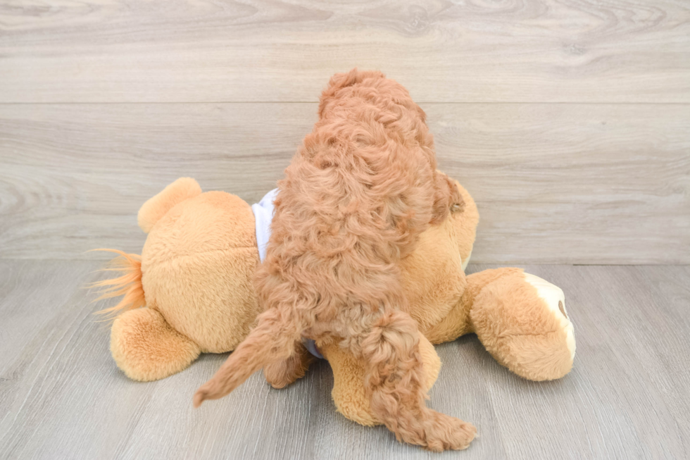 Funny Cavapoo Poodle Mix Pup