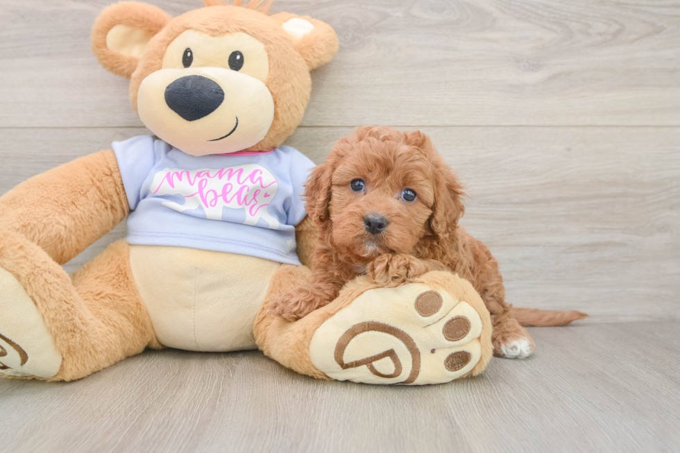 Fluffy Cavapoo Poodle Mix Pup