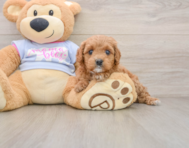 8 week old Cavapoo Puppy For Sale - Simply Southern Pups