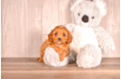 Cute Cavapoo Poodle Mix Pup