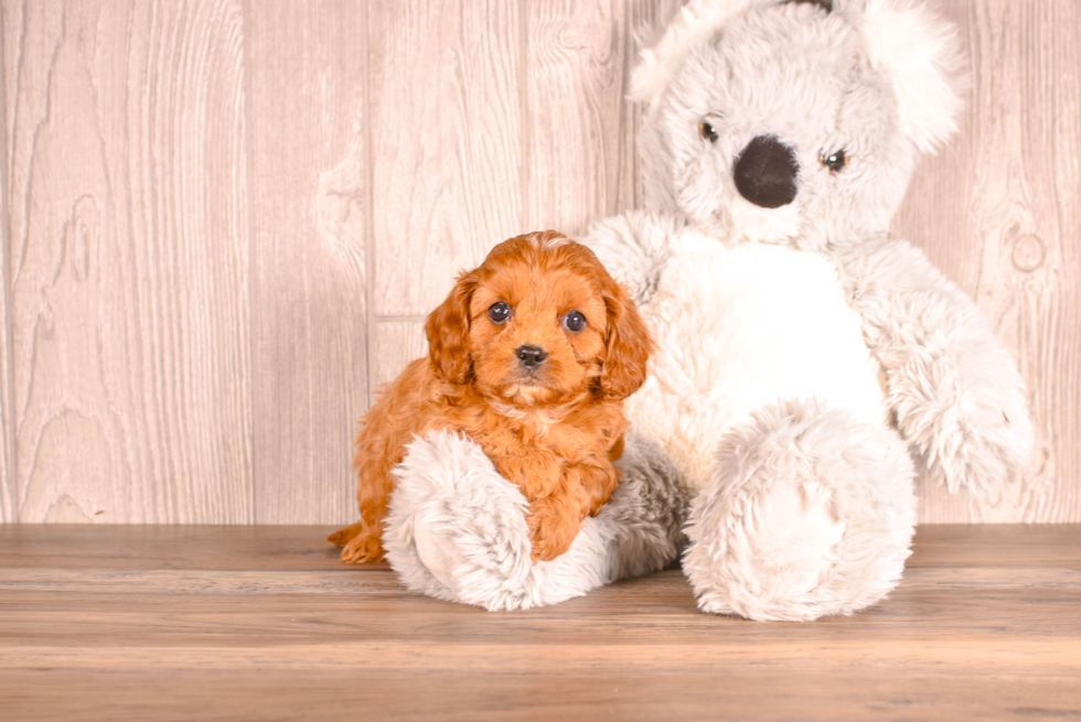 Cute Cavapoo Poodle Mix Pup