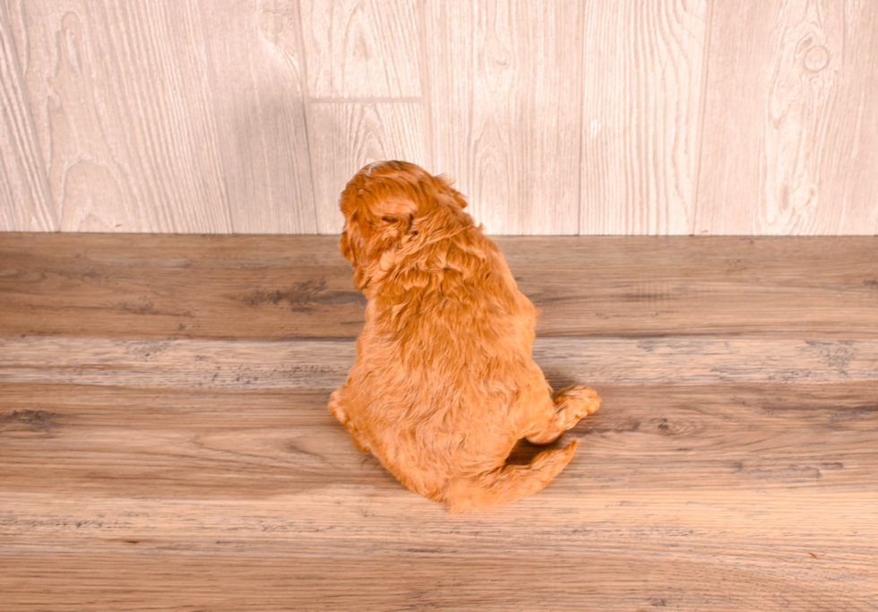 Cute Cavipoo Poodle Mix Puppy