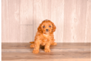 Cute Cavapoo Baby