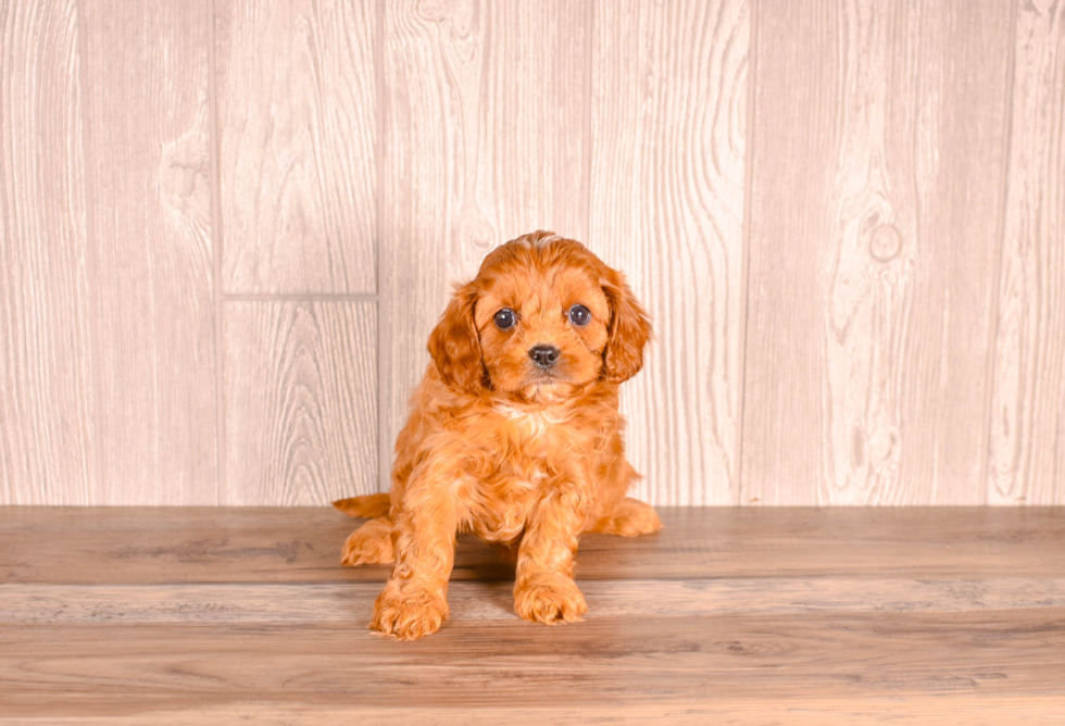 Cute Cavapoo Baby