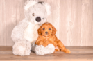 Cute Cavapoo Poodle Mix Pup
