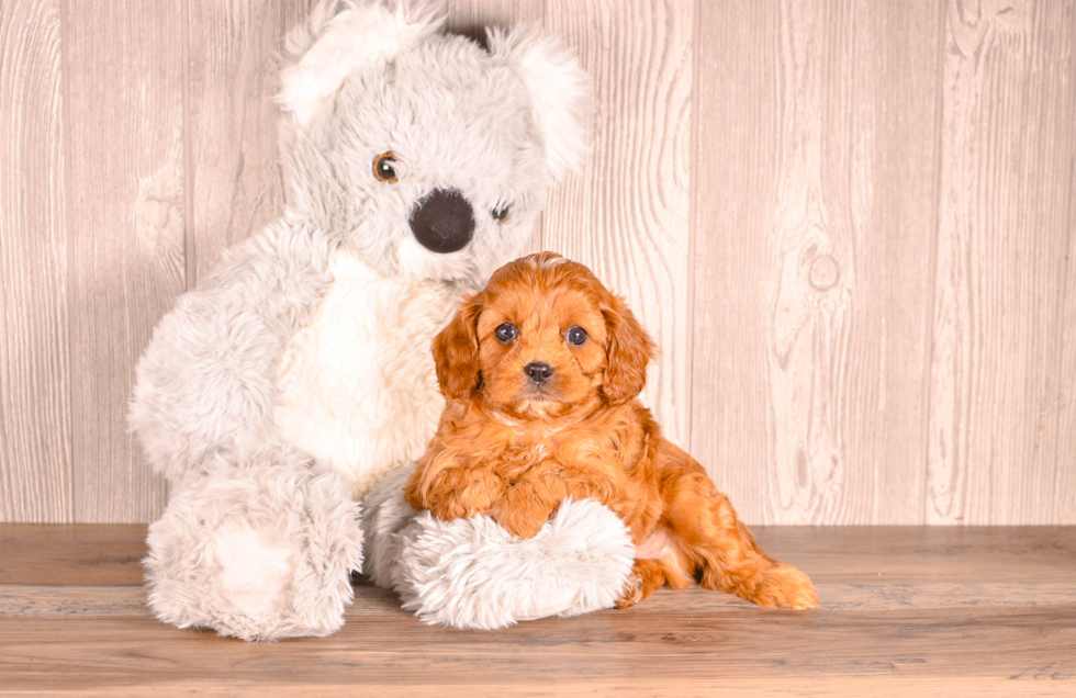 Cute Cavapoo Poodle Mix Pup