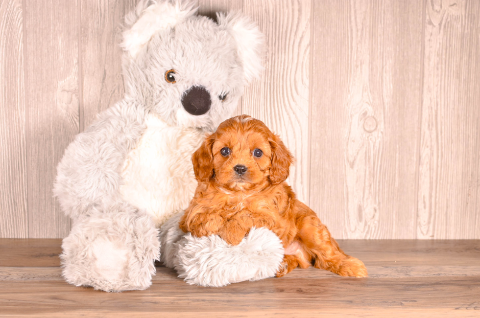 5 week old Cavapoo Puppy For Sale - Simply Southern Pups