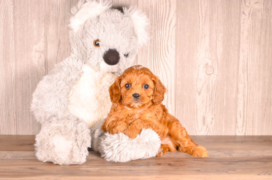 Cute Cavapoo Poodle Mix Pup