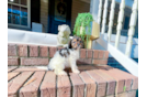 Cute Cavapoo Baby