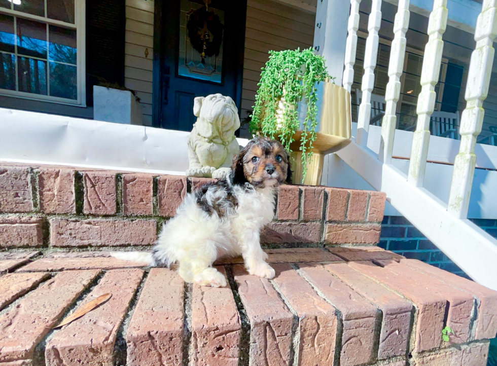 Cute Cavapoo Baby