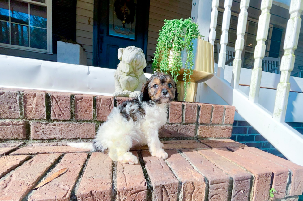 9 week old Cavapoo Puppy For Sale - Simply Southern Pups