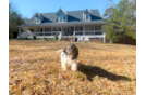 Cute Cavapoo Poodle Mix Pup