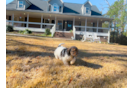 Cute Cavapoo Baby