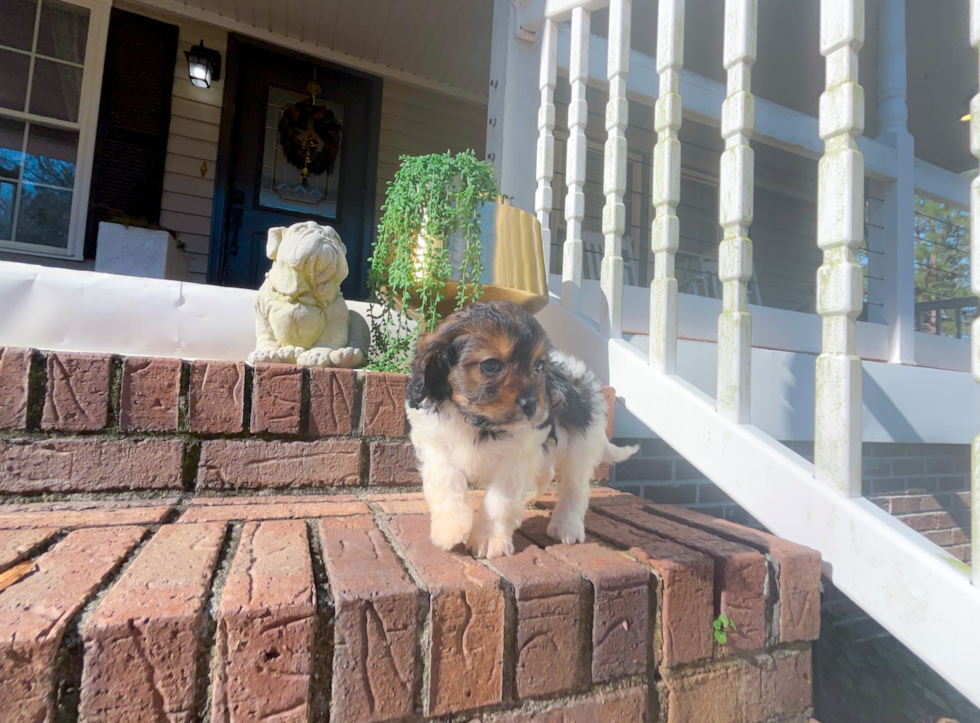 Cute Cavapoo Baby