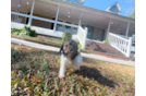 Cute Cavipoo Poodle Mix Puppy